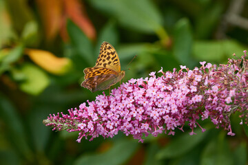 Kaisermantel oder Silberstrich (Argynnis paphia) auf Sommerflieder