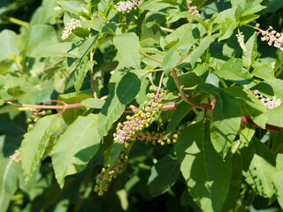Beeren von Phytolacca americana oder Kermesbeere die zunächst grün-weißen und später rötlich werdenden Blüten erscheinen in Trauben