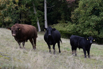 Rinder auf der Weide