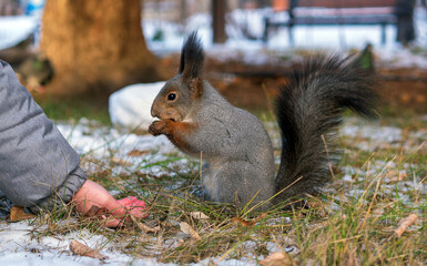 A squirrel in a winter park is eating pine nuts from the hand of an unrecognizable boy.