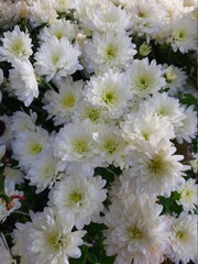 white chrysanthemum flowers