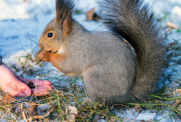 An unrecognizable boy is fedding squirrel pine nuts from the hand in a winter park.
