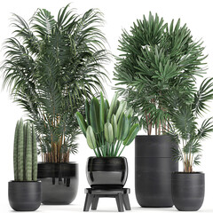 exotic plants in a pot on white background