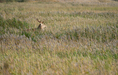 Rothirschbrunft, Cervus elaphus, am Darsser Ort im Nationalpark Vorpommersche Boddenlandschaft, Halbinsel Fischland-Darss-Zingst, Mecklenburg-Vorpommern, Deutschland