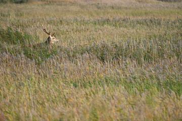 Rothirschbrunft, Cervus elaphus, am Darsser Ort im Nationalpark Vorpommersche Boddenlandschaft, Halbinsel Fischland-Darss-Zingst, Mecklenburg-Vorpommern, Deutschland