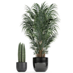 palm trees in a pot on a white background