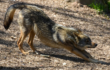 Wolf Stretching