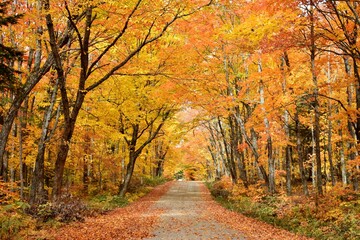 
The road to the resort in autumn, Sainte-Apolline