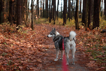 West Siberian Laika. Dog like a wolf - 392472223