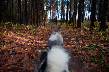 West Siberian Laika. Dog like a wolf - 392472246