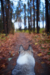 West Siberian Laika. Dog like a wolf - 392472428