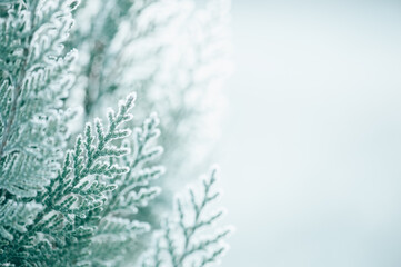 Beautiful thuja covered with frost in the contour of the dawn light, shallow depth of field soft light. Background for new year and Christmas holidays