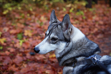 West Siberian Laika. Dog like a wolf - 392472469