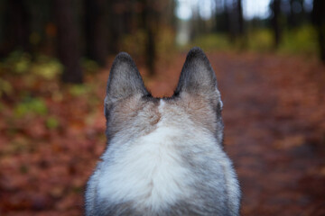 West Siberian Laika. Dog like a wolf - 392472497