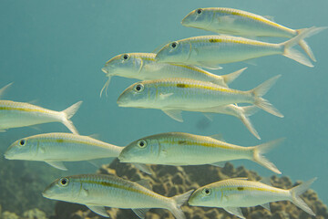 Fototapeta premium School of tropical fish swimming over reef in blue water