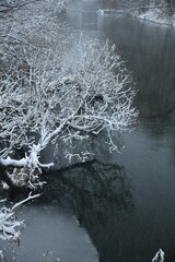 A snow covered Bush leaning over the river