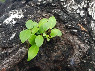 Young shoots of the tree emerged from the thick bark.
