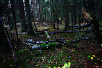 Nuture of Belarus. forest in outumn - 392473238
