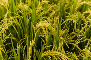 Fototapeta na wymiar Close up view of young rice plants in Bali