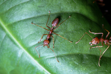 Close up red ant on green leaf in nature at thailand