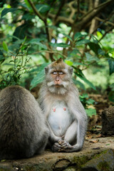 Naklejka na ściany i meble Sitting macaque with closed eyes on a blurry jungle background