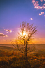 tree at sunset