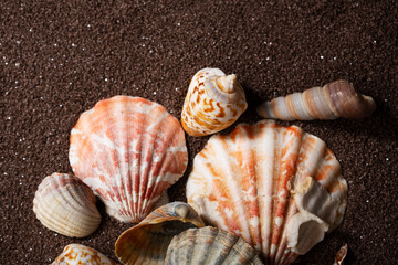 Summer concept with sea shells on sand