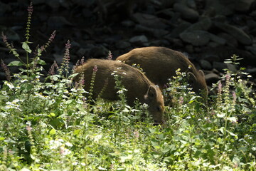 Wildschwein, Sus scrofa