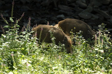 Wildschwein, Sus scrofa
