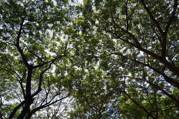 leaves against blue sky