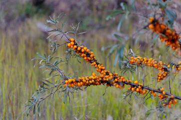 Sea buckthorn branch with ripe berries on a blurred background.