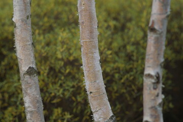 Fototapeta premium Birch trees inside of a green garden or park like area