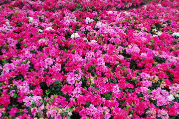 Fototapeta premium field of pink tulips
