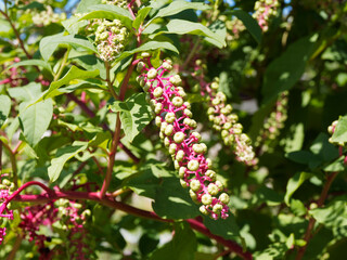 (Phytolacca americana) Amerikanische oder Zehnmännige Kermesbeere mit unreife grüne Früchte in Trauben