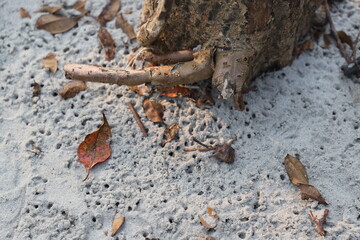 ants house or holes on the sand ground in the mangrove forest 