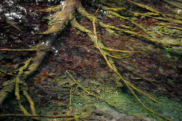 Abstract water natural details in Plitvice National Park, Croatia, Europe