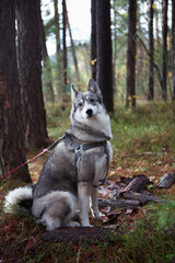 West Siberian Laika. Siberian dog