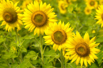 sunflower field in summer