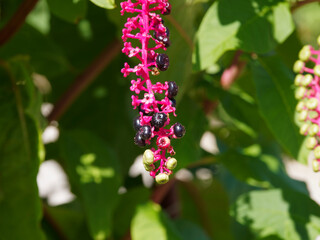 Amerikanische Kermesbeere (Phytolacca americana). Zierstrauch mit rötlich Stängel, länglich bis eiförmig lanzettlich Blätter und tiefrot bis schwarz hängende Beeren im Laufe des Herbstes