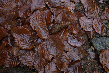 spruce cone and wet autumn leaves on the ground
