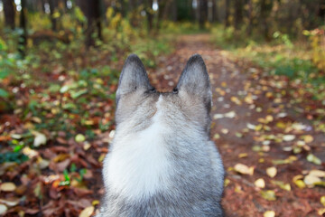 West Siberian Laika. Siberian dog