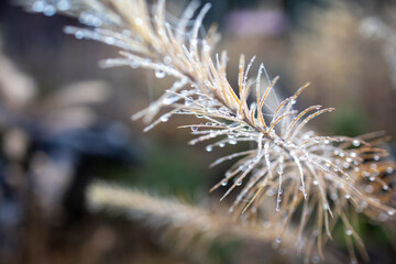 Coniferous needles with water droplets in a macro photograph