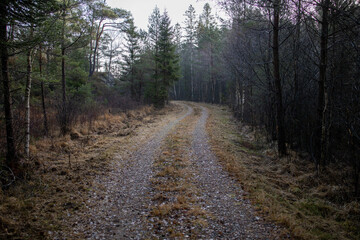 Fototapeta na wymiar Dirt road in the woods on a gloomy autumn November day. 