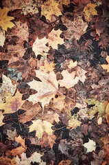 Autumn leaves on the ground, color toned nature background.