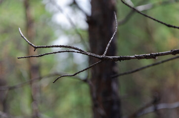 Dry branch of a tree without leaves on a blurred background.