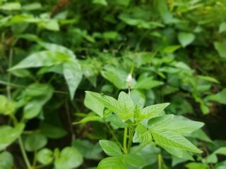 Fototapeta na wymiar Kerala mint leaves