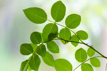 Green leaves background, rose leaves seen close up