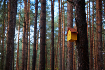 Nuture of Belarus. forest in outumn