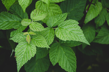 Fototapeta na wymiar Close-up of raspberry leaves on dark blurred background