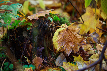 Nuture of Belarus. forest in outumn